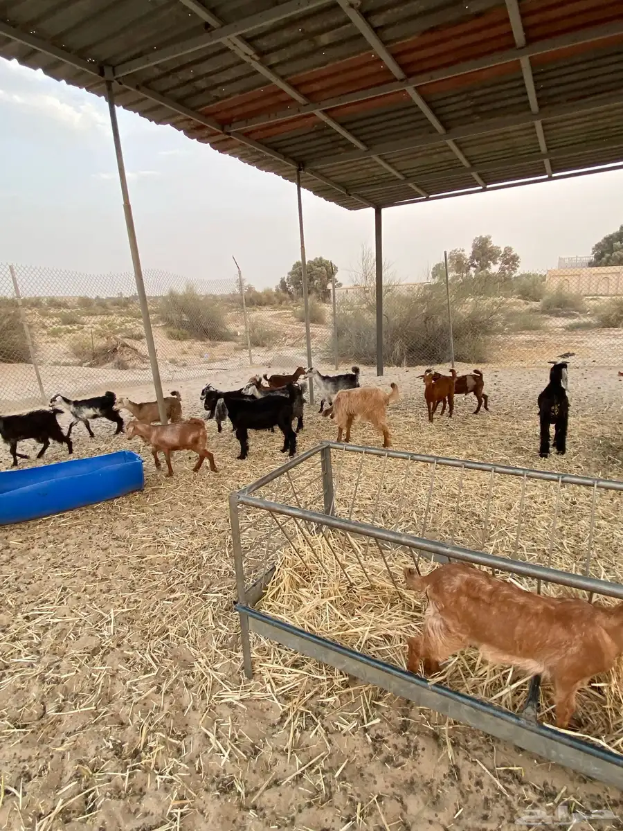 ذبايح للبيع تيوس عوارض وجنوبيات جفار 3