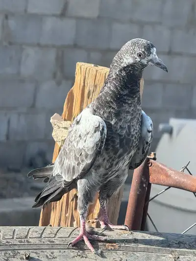 حمام 2