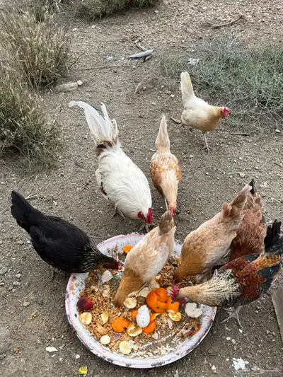 دجاج للبيع العدد 8 7