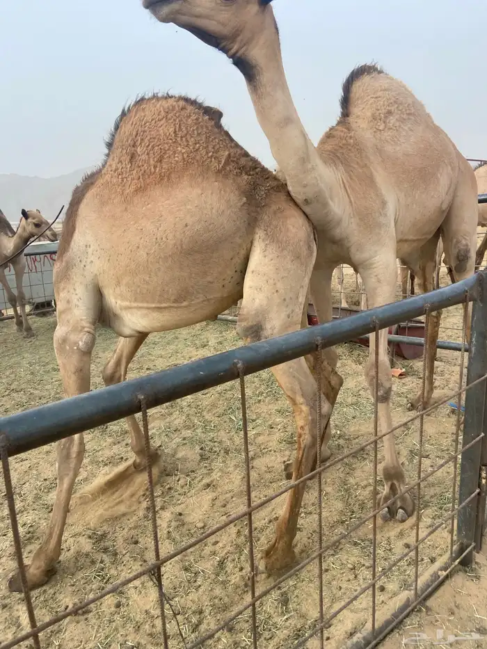 قعدان كفو للبيع تصلح زواجات ومبادي بسعر مناسب 2