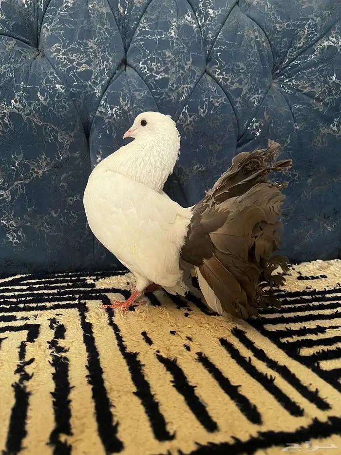 ذكر شماسي 2