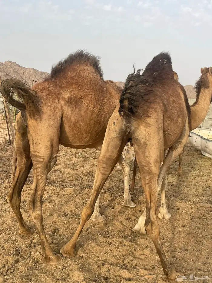 نياق سواحل حمر تم البيع 1