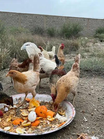 دجاج للبيع العدد 8 9