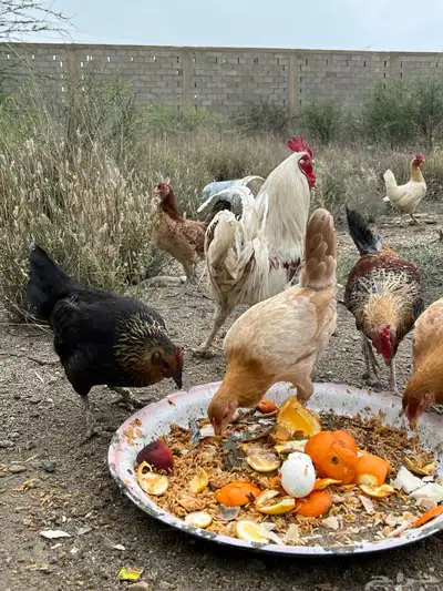 دجاج للبيع العدد 8 8