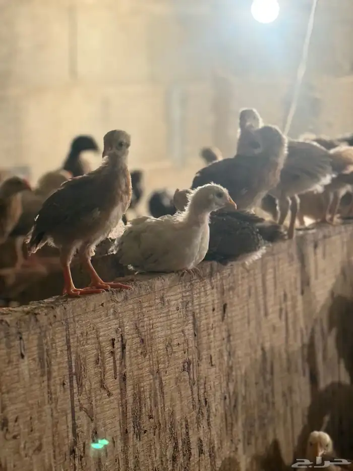 دجاج صوص فيوم وبلدي العمر شهر 2