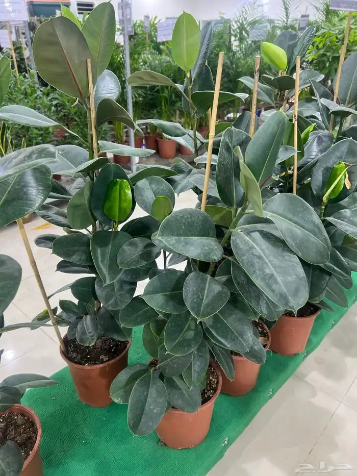 أشجار ظل داخلية طبيعية   للمنازل والمكاتب 11
