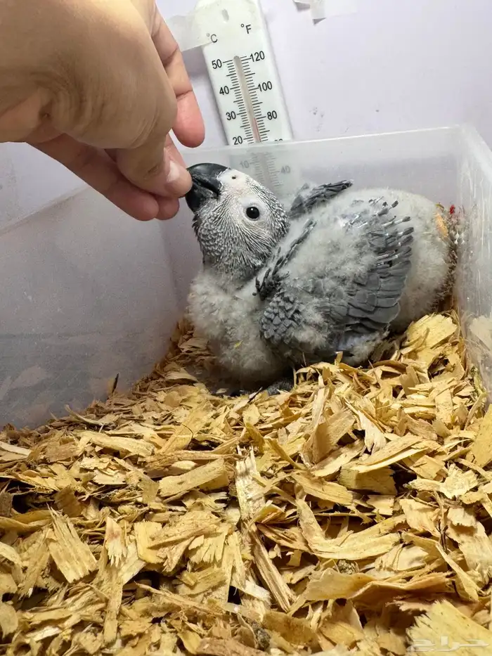 فرخ كاسكو غر عمره شهر واسبوع تقريبا 0