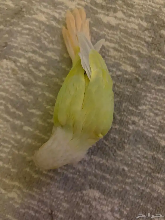 كنيور مون شيك مفطوم وهد د 3