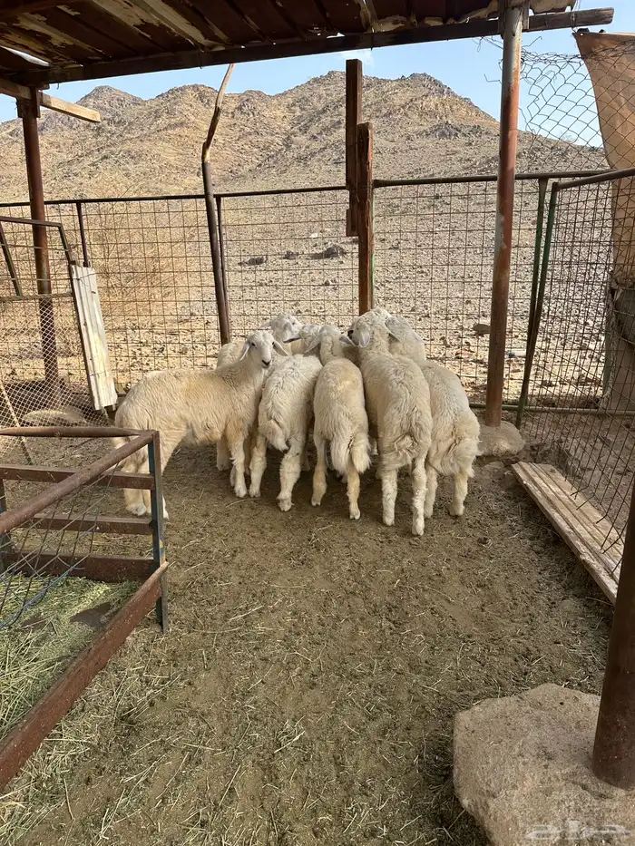 طليان بريه ضحايا إنتاج المراح 5