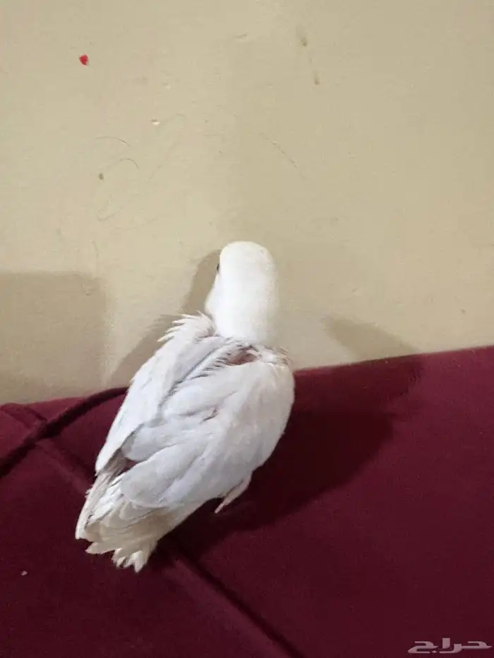 فروخ روز تم البيع 1
