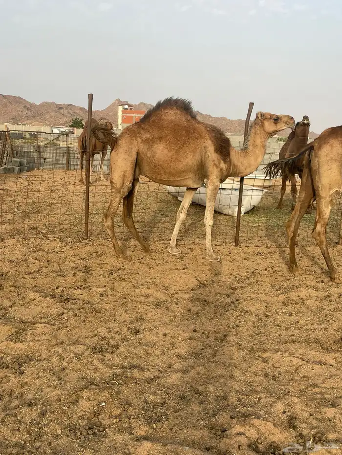 نياق سواحل حمر تم البيع 2