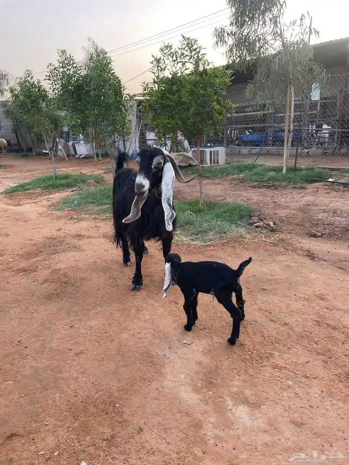 عنز عارضيه والد 2