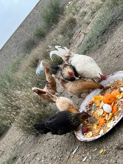 دجاج للبيع العدد 8 14