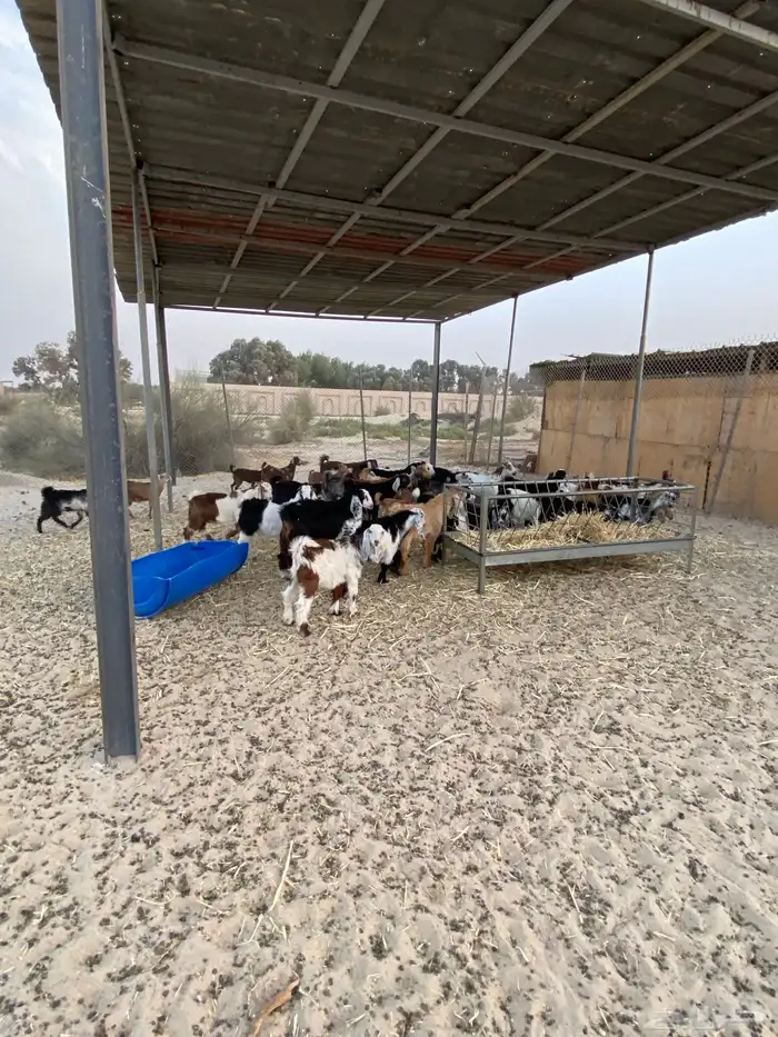 ذبايح للبيع تيوس عوارض وجنوبيات جفار 4
