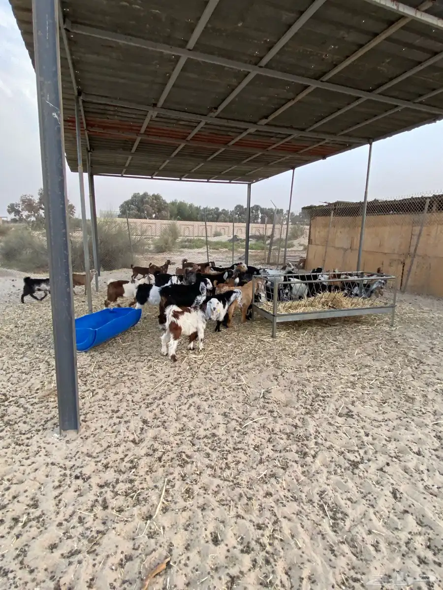 ذبايح للبيع تيوس عوارض وجنوبيات جفار 4