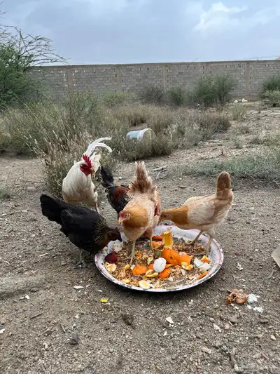 دجاج للبيع العدد 8 22