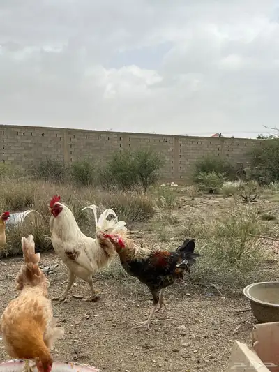 دجاج للبيع العدد 8 11