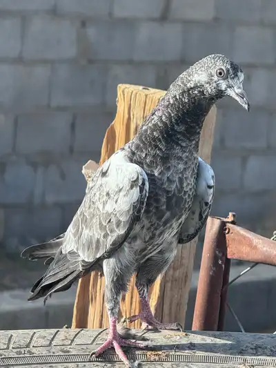 حمام 1