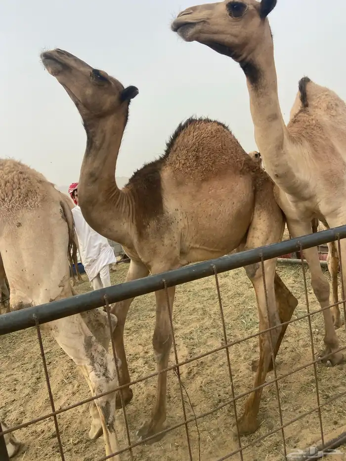 قعدان كفو للبيع تصلح زواجات ومبادي بسعر مناسب 5