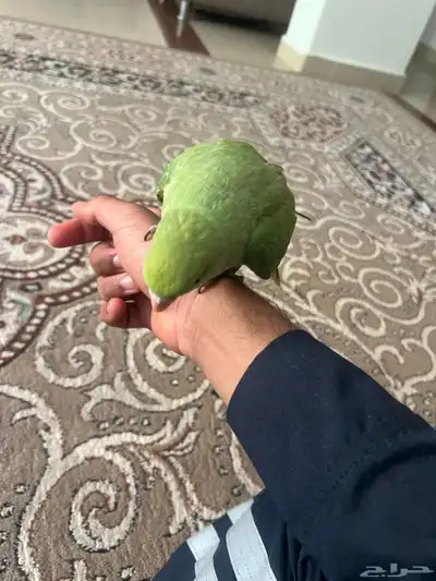 دره عمره 6 شهور تقريبا الليف وهدد داخلي 3
