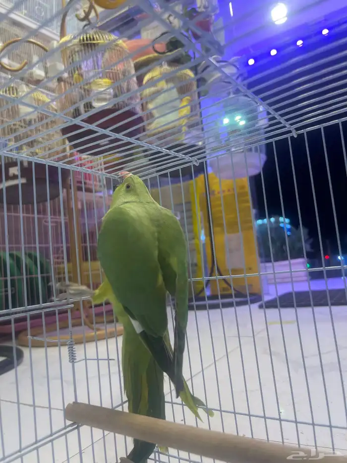 درة انثى 0