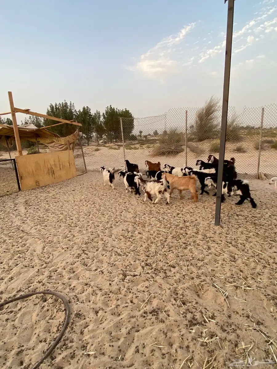ذبايح للبيع تيوس عوارض وجنوبيات جفار 2