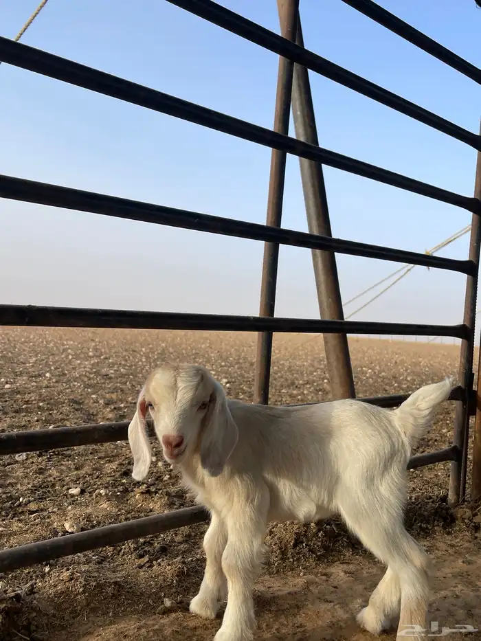 جفره قزميه 2