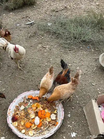 دجاج للبيع العدد 8 5