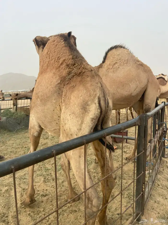 قعدان كفو للبيع تصلح زواجات ومبادي بسعر مناسب 3