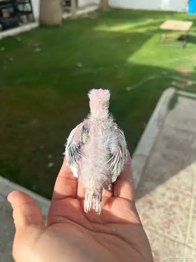 فرخ كروان بايد 3