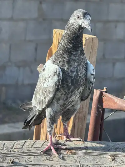 حمام 0
