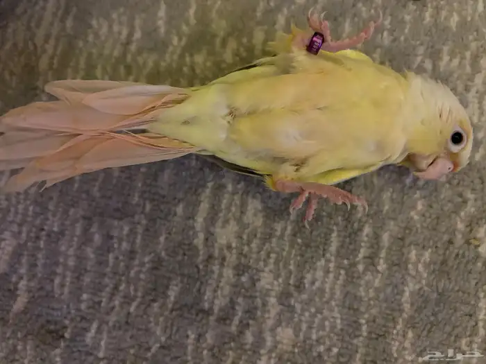 كنيور مون شيك مفطوم وهد د 2