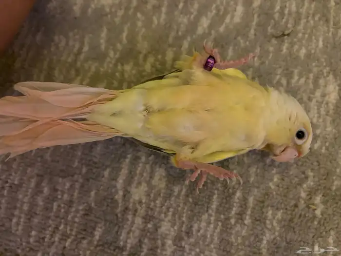 كنيور مون شيك مفطوم وهد د 5