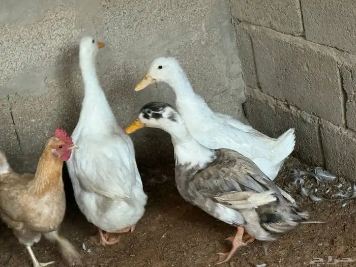 بط بكيني اعمار مختلفه وبكيني بياض 4
