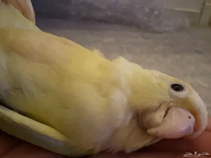 كنيور مون شيك مفطوم وهد د 0