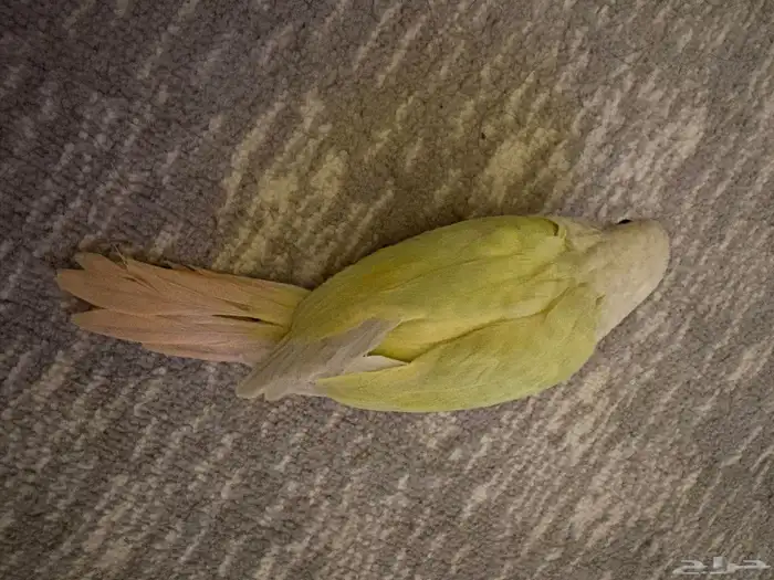 كنيور مون شيك مفطوم وهد د 1