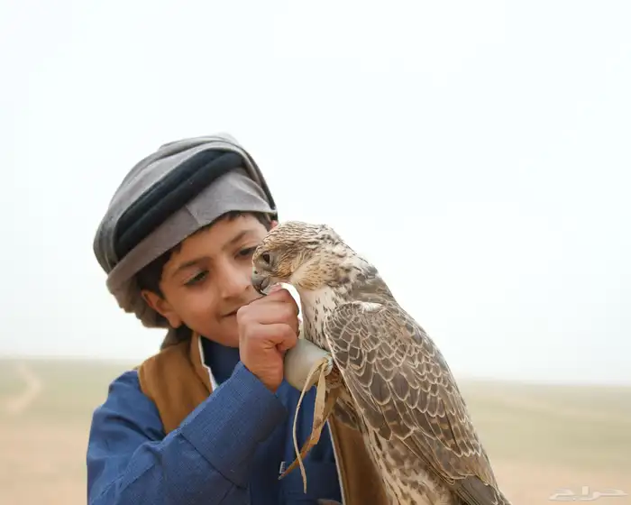 الايجار الصقور مع الصقار الحتفلات والمناسبات بسعر مناسب 9