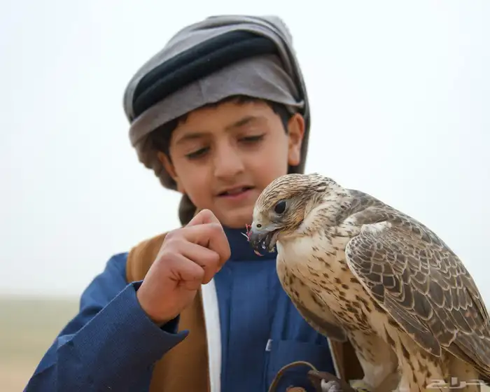 الايجار الصقور مع الصقار الحتفلات والمناسبات بسعر مناسب 8