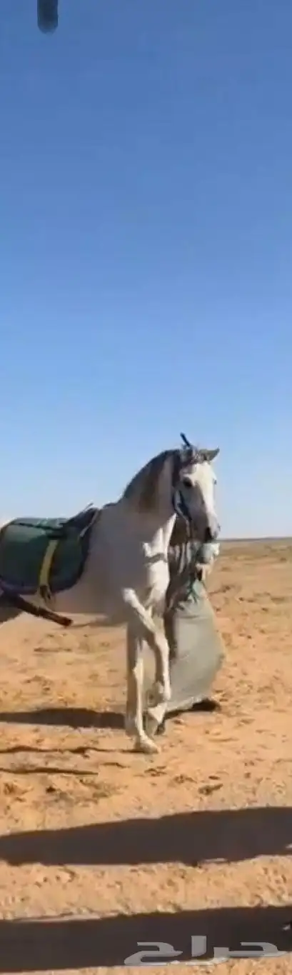 حصان ششعبي . 1
