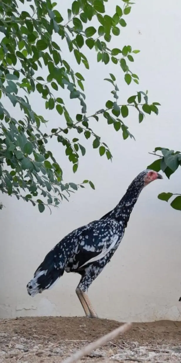 فواخر الدجاج السندي و شانجرا البيور من إنتاج العم غبشان 3