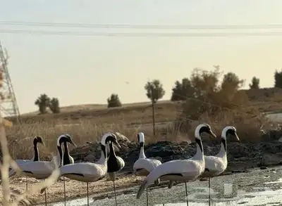 مجسم كرك رهو مجسمات كرك تماثيل كرك رهو مخاييل كرك رهو 0