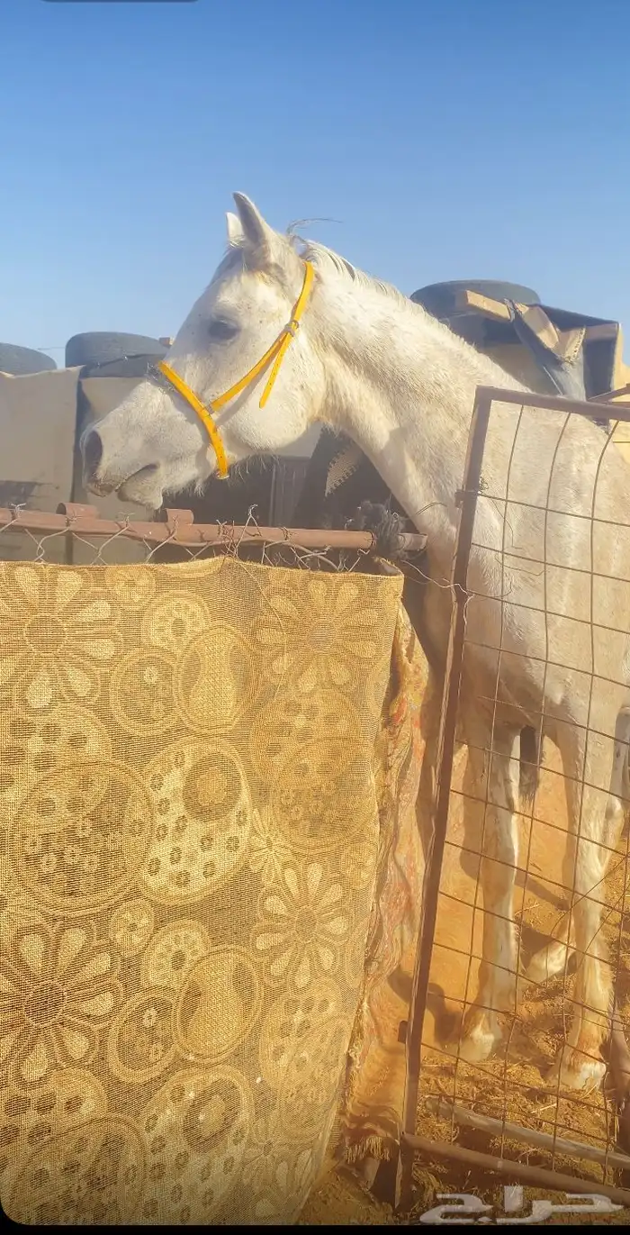 حصان ششعبي . 7