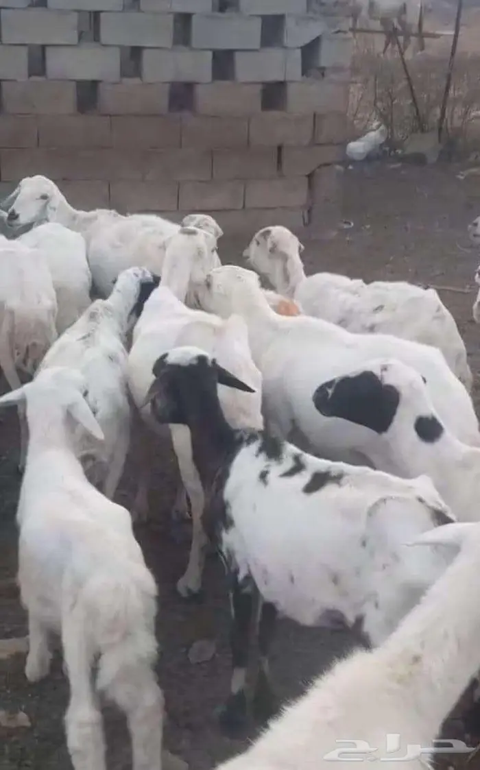ضان رفيدي وفي منها حريات 2
