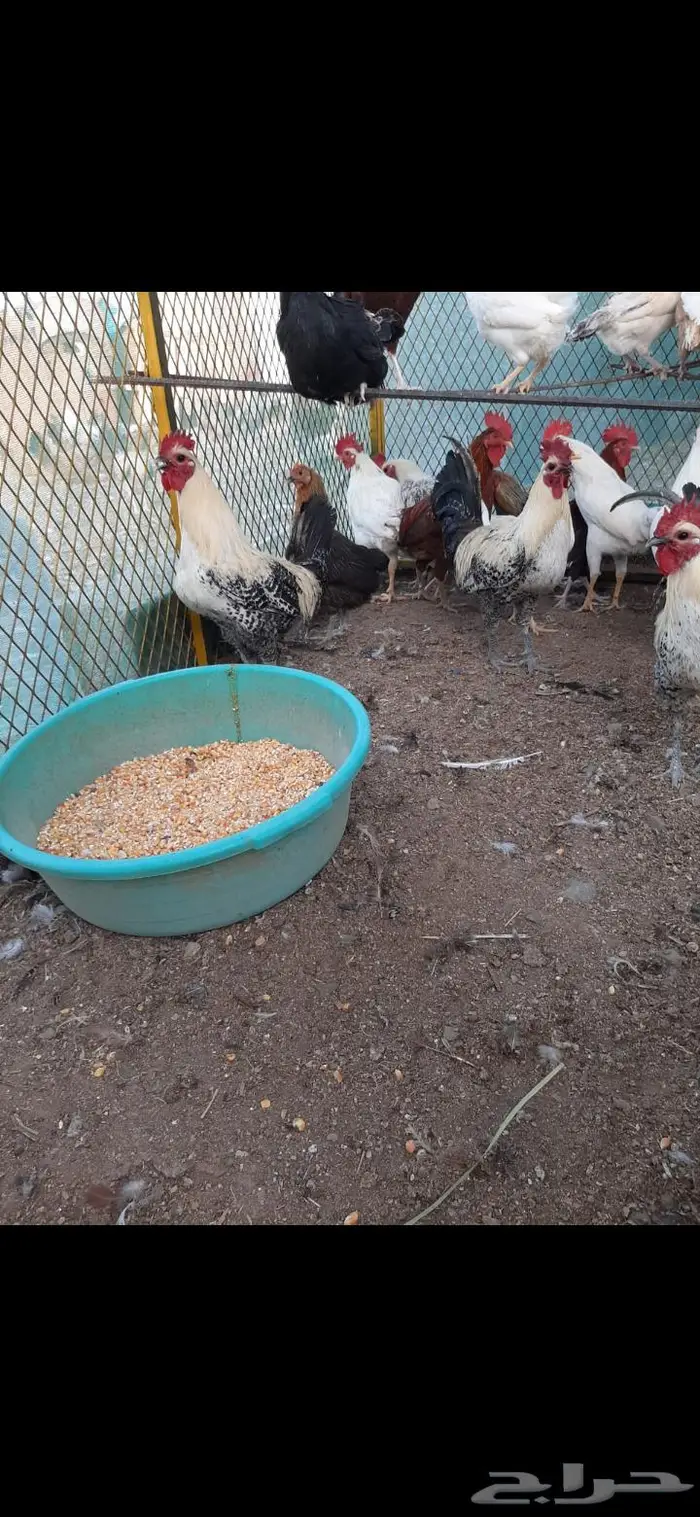 ذبح جميع الطيور 0