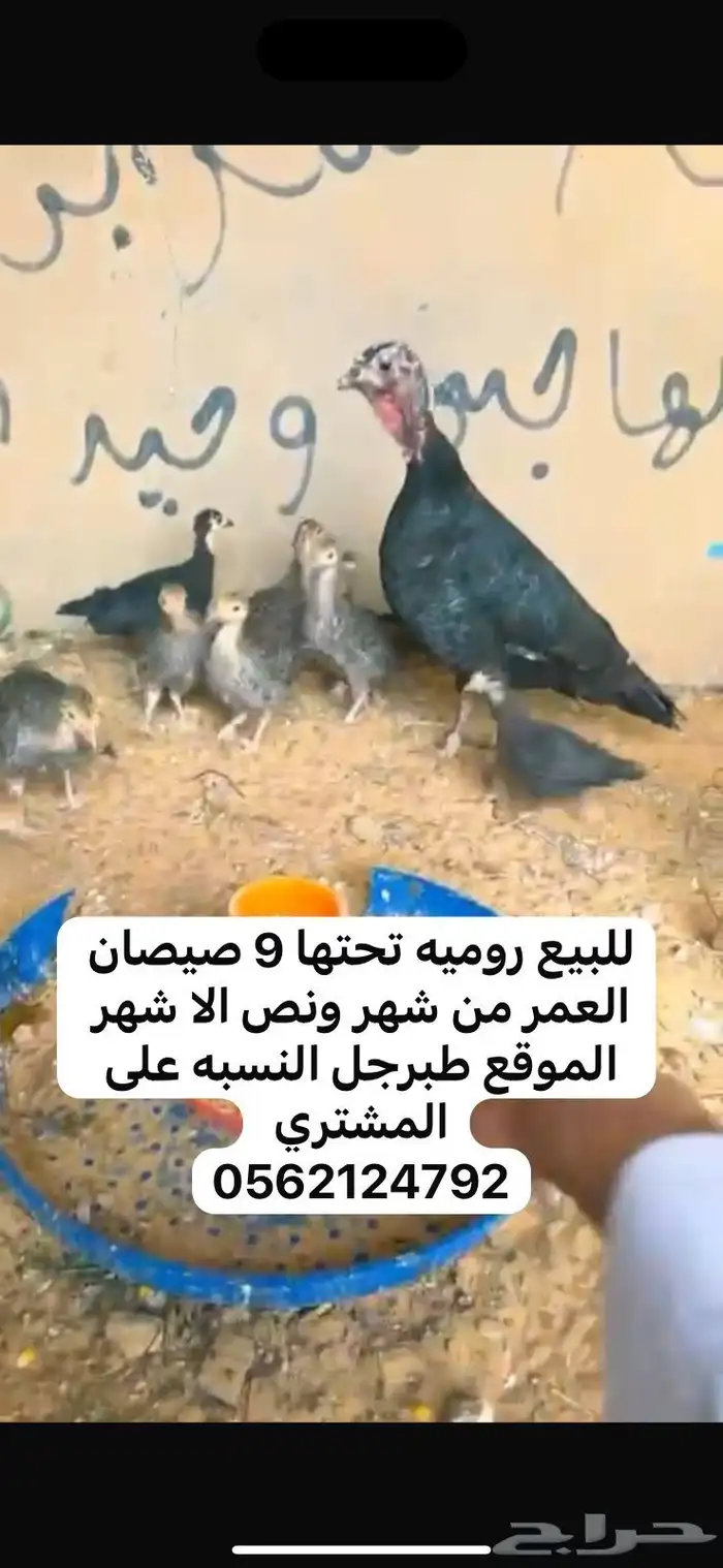 رومي 0