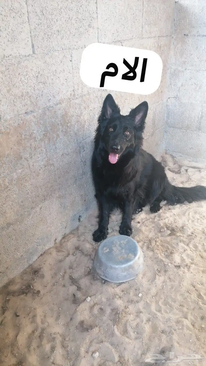 جروي جيرمن شو لين لونق هير 1