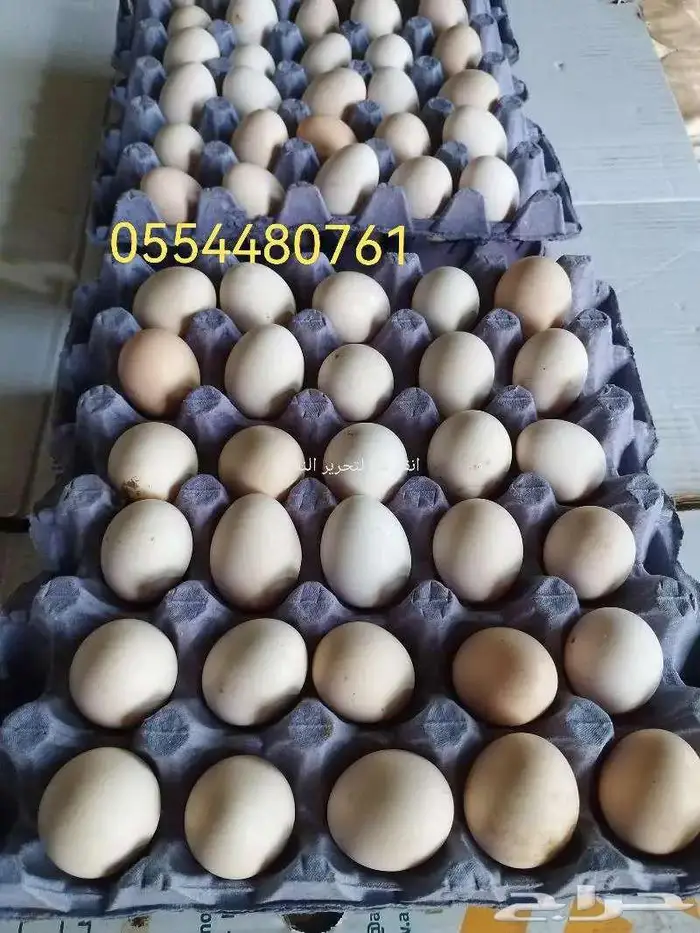 بيض بلدي 2