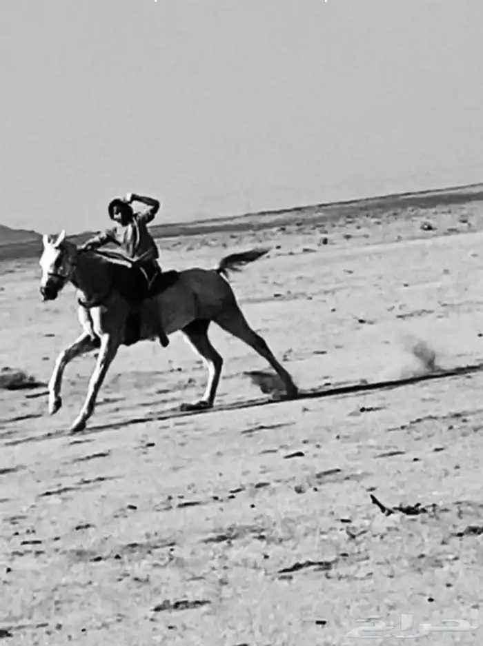 حصان ششعبي . 0