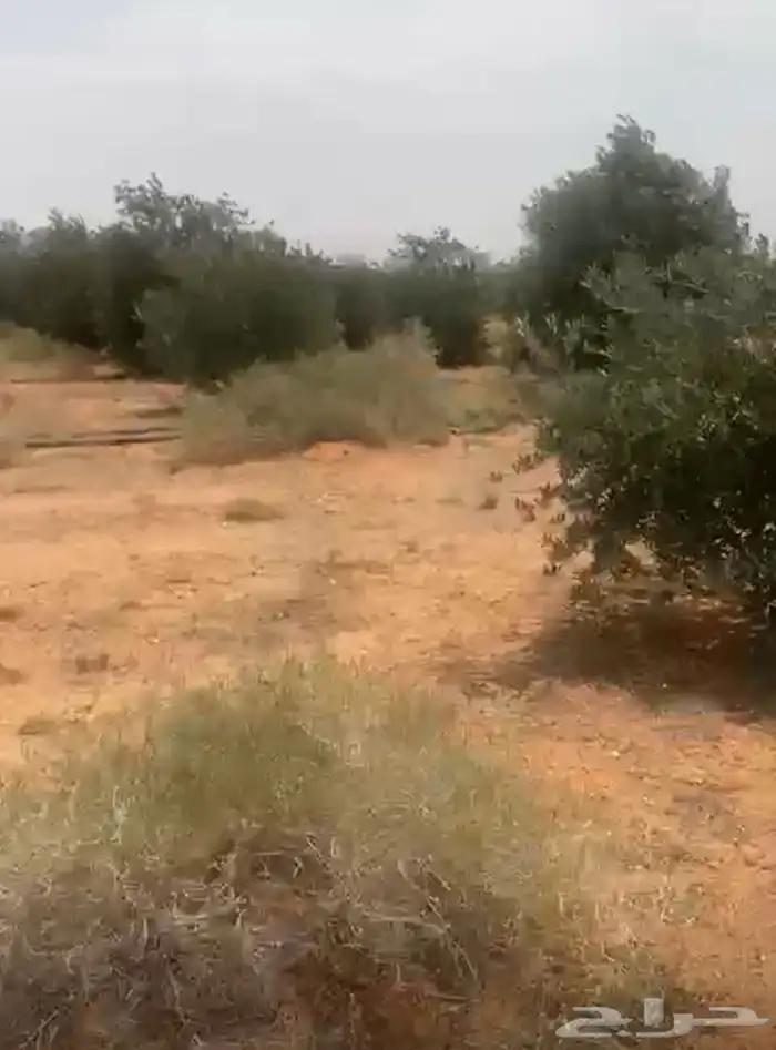 اشجار زيتون كبيره ومتوسطة 1