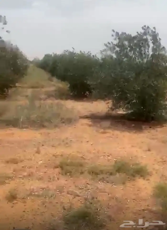 اشجار زيتون كبيره ومتوسطة 0